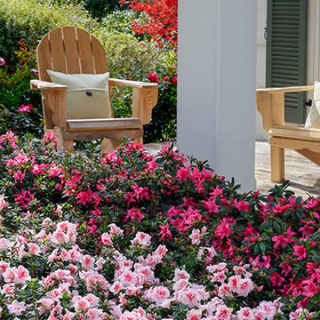 Encore Azalea Landscape