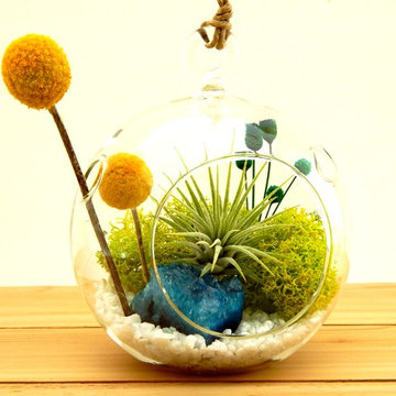 Bliss Gardens Air Plant Terrariums