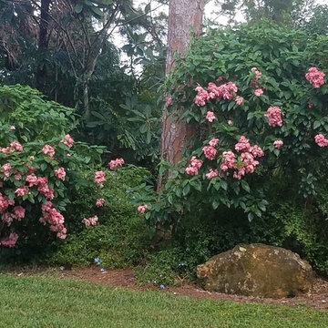 Individual Plant Photos # 1:Customer Aid  (Not complete- hundreds will be here)