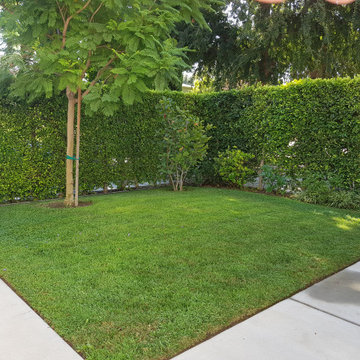 Front Yard - Before