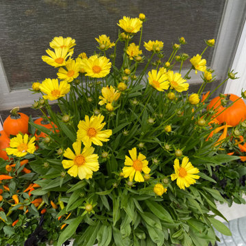 Fall Harvest Window Boxes and Front Steps