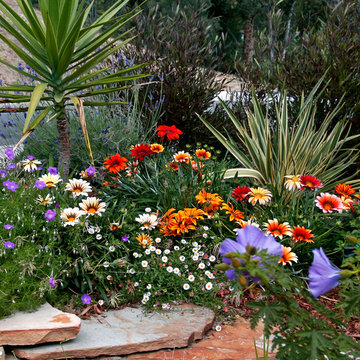 Drought Tolerant Garden