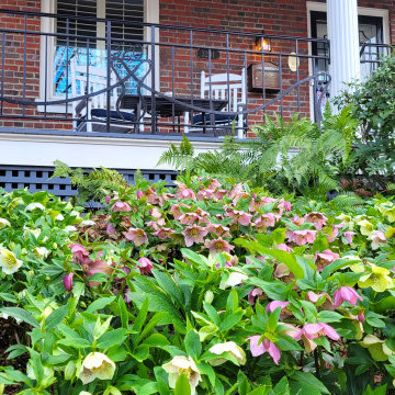 Early winter shines with Hellebores.