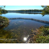 Foto de Save Pine Barrens