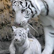 Ivan Krivec's photo