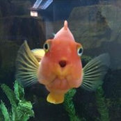 Diane Ryan's photo