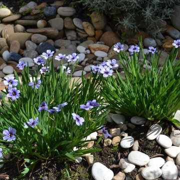 Dry spell garden design - 4x4 m