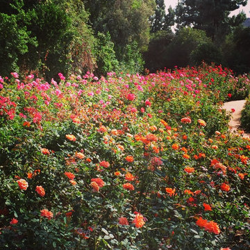 Los Angeles Rose Garden