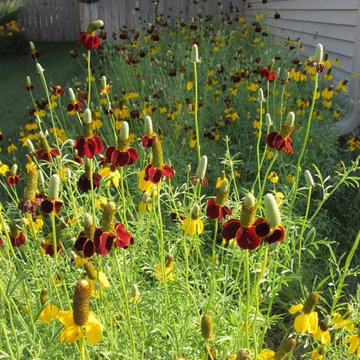 4 Native Plant Myths