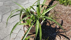 Parva or Dooneri? | Houzz Forum