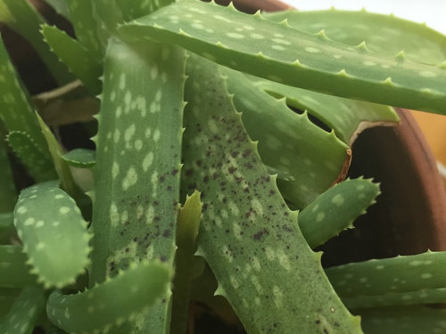 Aloe with black spots needs help