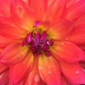 Tracy Shilo Sullivan's photo