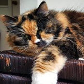 Hilary Cook-Borg's photo