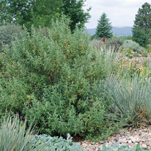 Landscaping and Outdoors