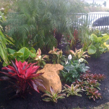 Small tropical Backyard