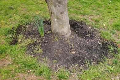 Design ideas for a landscaping in DC Metro.