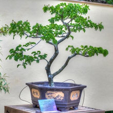 Bonsai Trees from Seed