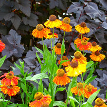 Landscape Ideas