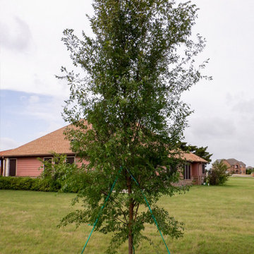 Allee Elm