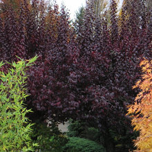 waterwise plants
