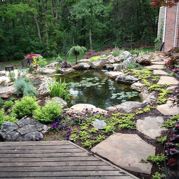 Ecosystem Koi Ponds and Water Gardens By Continental Ponds