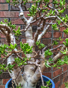 Crassula ovata Gollum: Whacking and Wiring | Houzz Forum