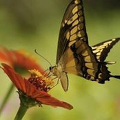 Foto von Jincy Abraham