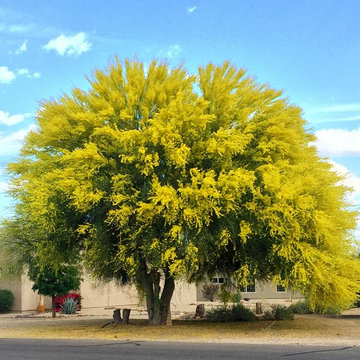 Southwestern Plants