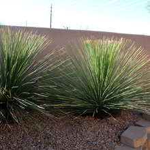 Plants 4 Designs