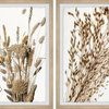 Dried Grains Diptych, 48"x36"
