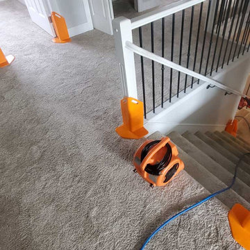Pet Urine Removal From Carpet in a House Located in Maple Ridge BC Canada