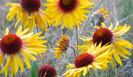 Blanketflower’s Yellow Blooms Brighten Up Summer and Fall Gardens