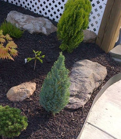 Thuja orientalis ' Morgan ' | Houzz Forum