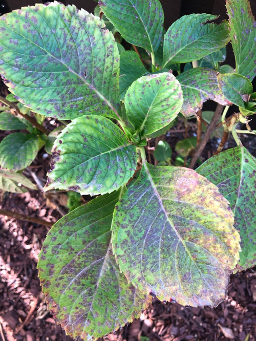 hydrangea spots on leaves