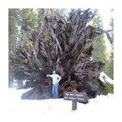 Liron Damri's photo