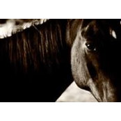 Kathleen Messmer's photo