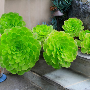 McAndrew Garden