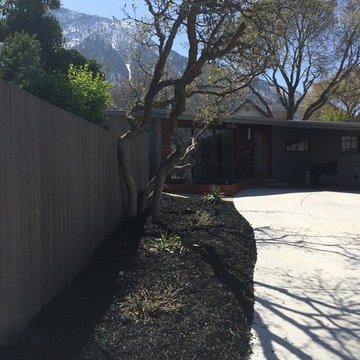 Olympus Cove: Black Mulch