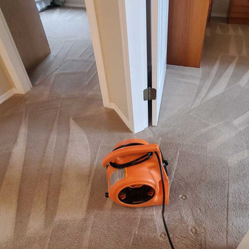 Carpet Cleaning a House Which Has Not Been Steam Cleaned for 8 Years Located in