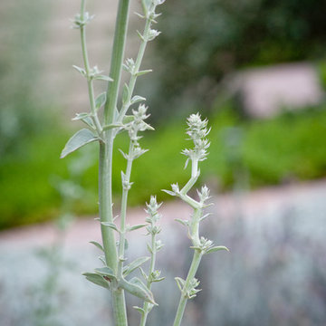 White Sage