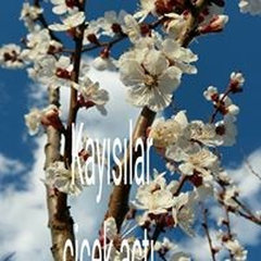 Engin