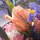 halina_adelson