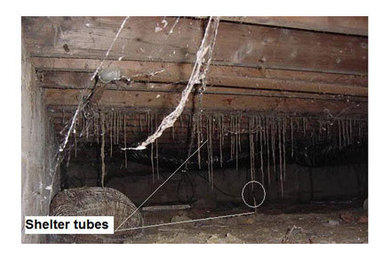 Termite Shelter Tubes Sydney