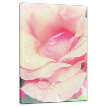 Softened Rose Floral Nature Photography Canvas Wall Art Print