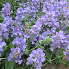 plants