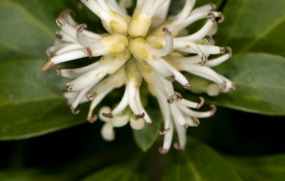 How to Use Pachysandra Responsibly in the Landscape