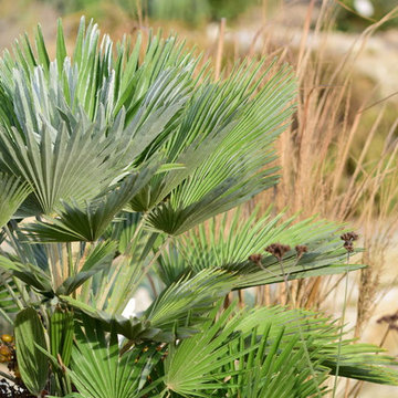 mediterraner Garten in Thüringen