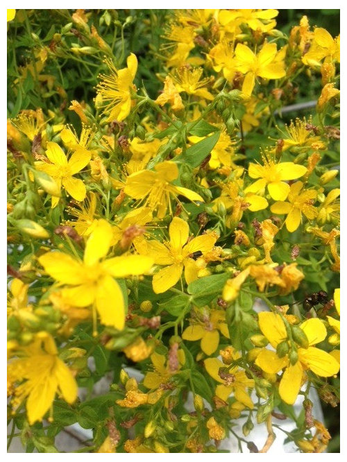 Identification Of Wild Flower