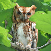 Foto von robin hill