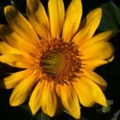 Cindy Sargent's photo